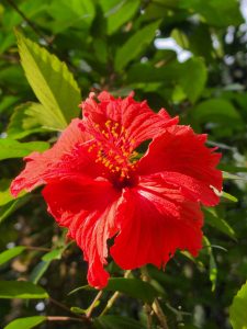 A close-up view of a red hibiscus flower.  