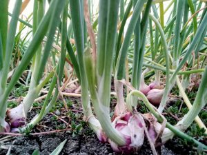 red onions in a typical Indonesian rice field
