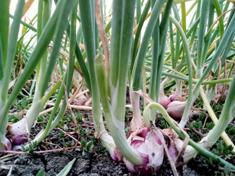 red onions in a typical Indonesian rice field