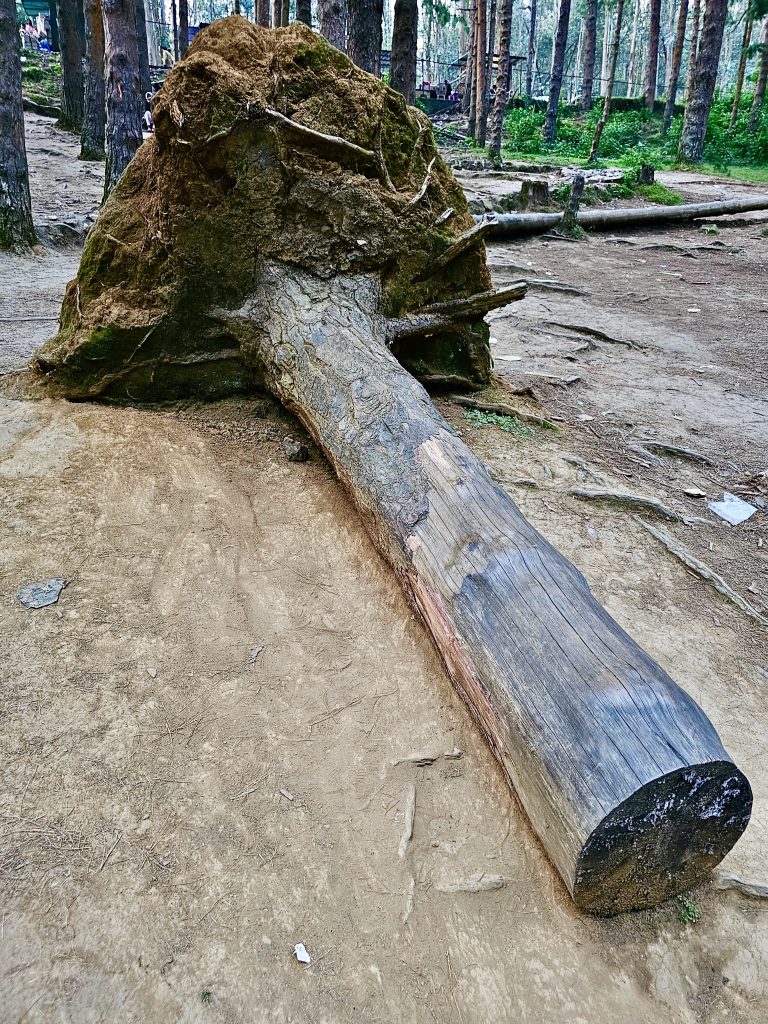 A fallen pine tree. From Pine forest, Ooty, Tamil Nadu, India.