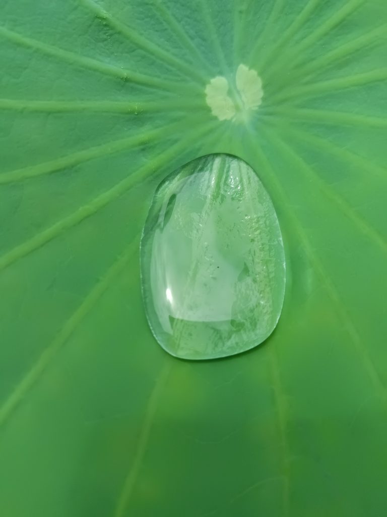 Raindrop on Lotus Leaf