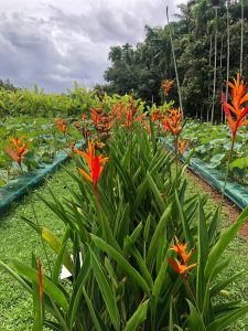 Tall vivid orange flowers with long thin leaves, surrounded by trees and foliage on a grey sky, cloudy day.