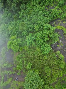 forest amazonviewpoint malappuram aerialphotography