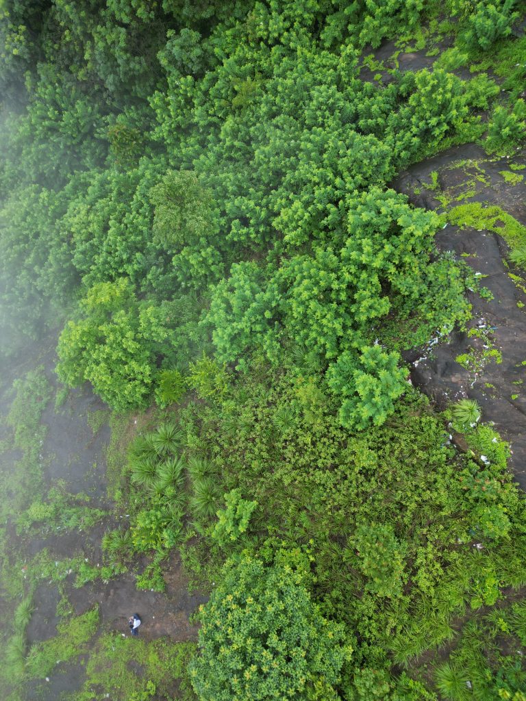 forest amazonviewpoint malappuram aerialphotography