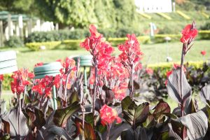 Red flowers, in the background there is a blurry view of a park.