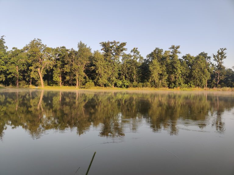 Looking across a body of water at thick trees on the opposite shore