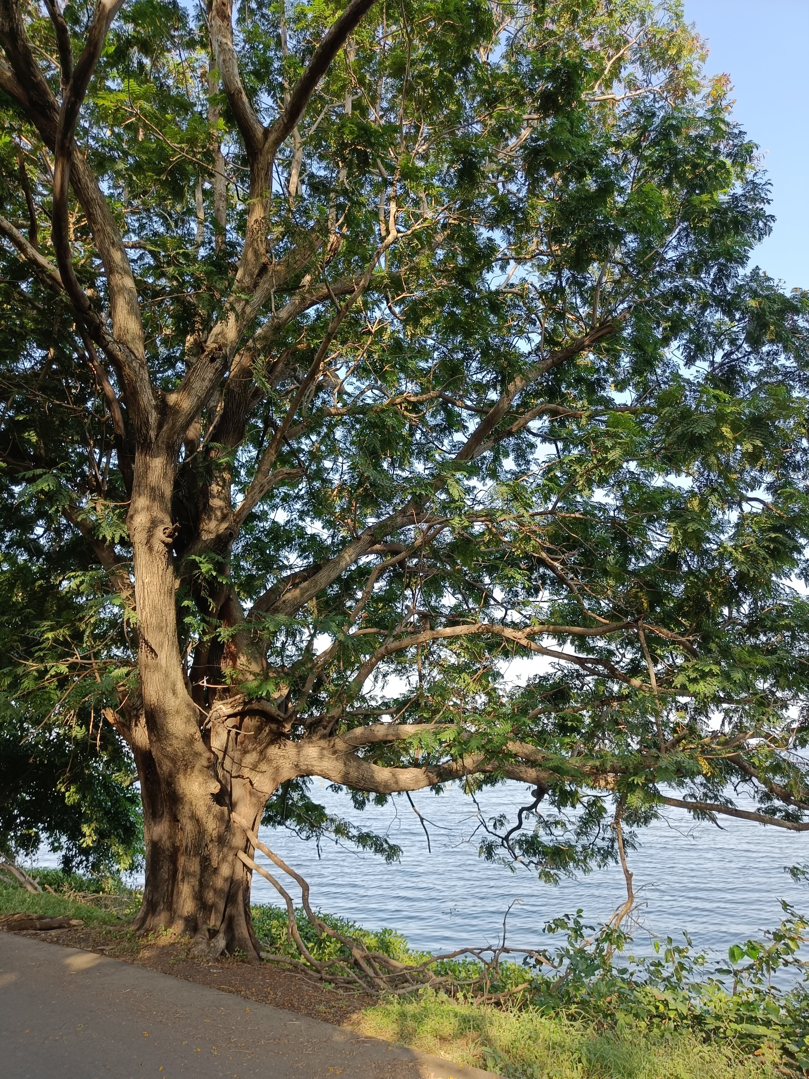 Image of a tree with water from pond in the backdrop captured during Openverse Walk in Bhopal.