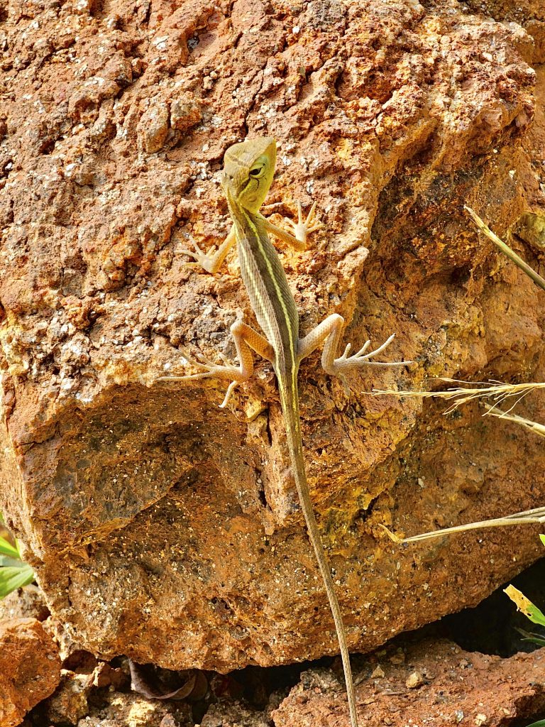 A female Calotes versicolor. It is commonly called as the oriental garden lizard, eastern garden lizard, Indian garden lizard, common garden lizard, bloodsucker or changeable lizard. From Oorkkadavu, Kozhikode, Kerala.