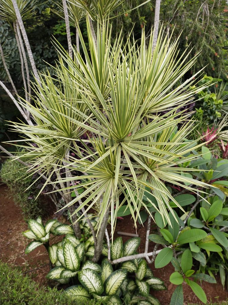 Yellowish plants in a garden surrounded by other plants as well.