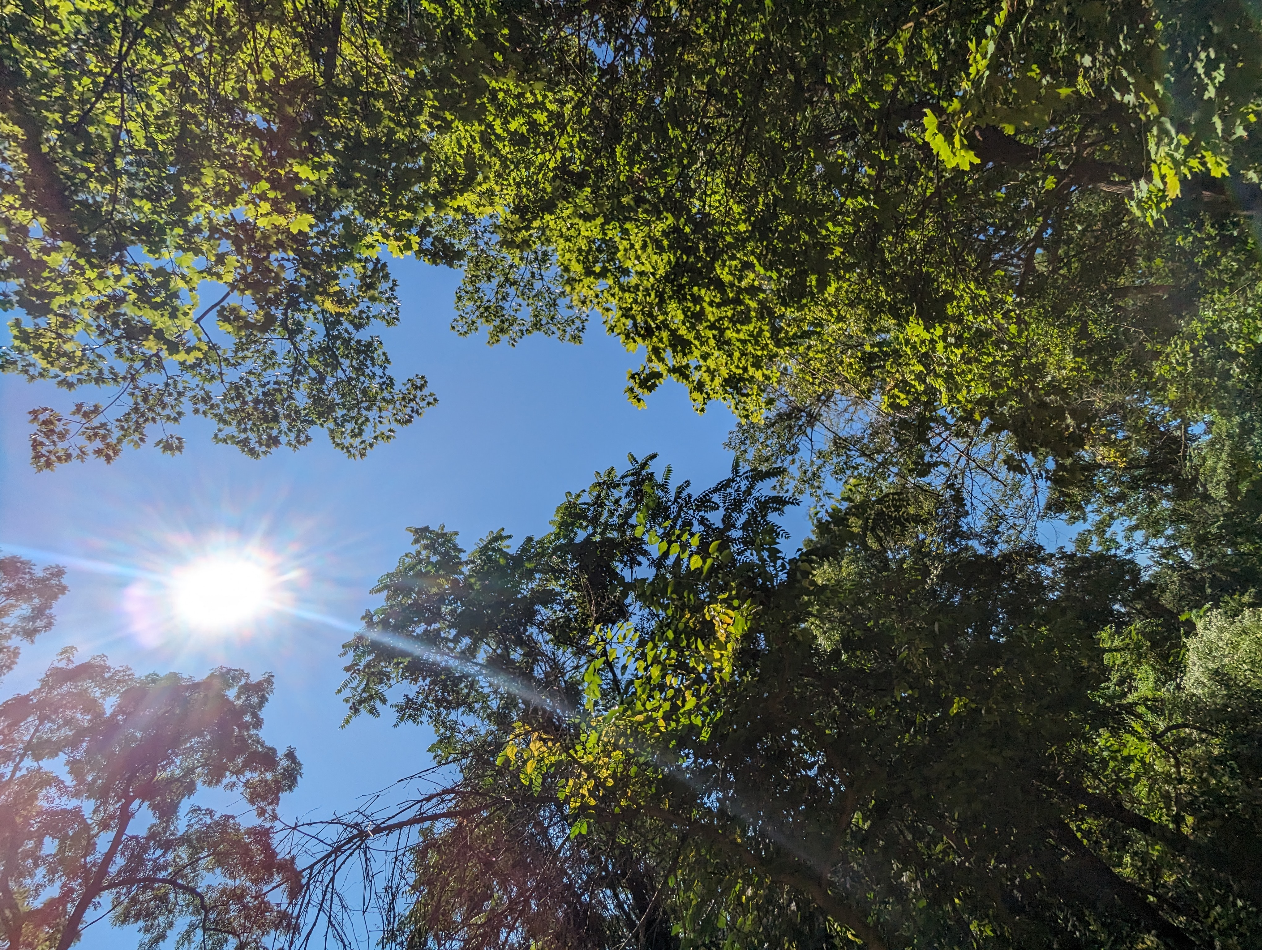 The sun shining between the tops of trees