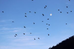 flock of birds flying in a blue sky returning their nest before dark. The moon is in the background.