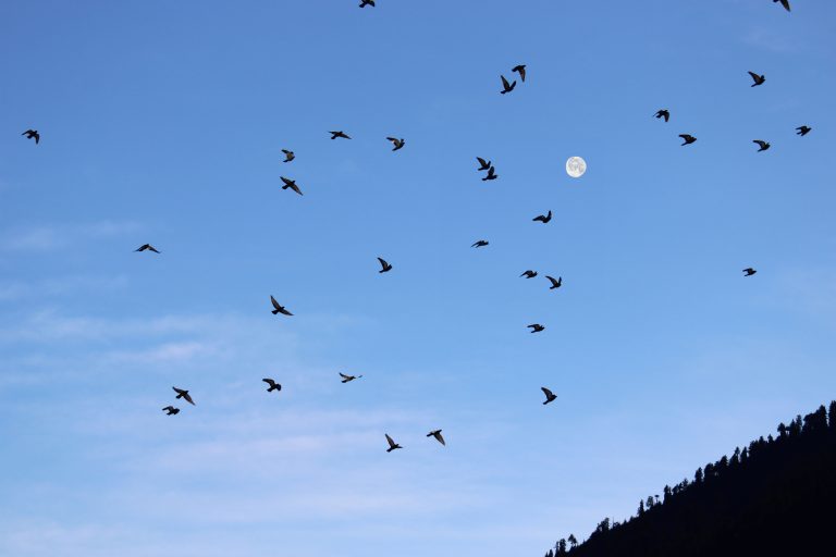 flock of birds flying in a blue sky returning their nest before dark. The moon is in the background.