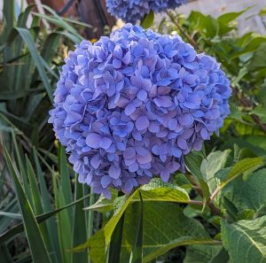 Blue hydrangea 