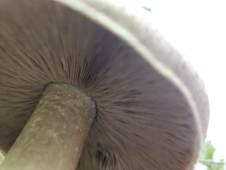 The under side of a Agaricus mushroom showing the gills.