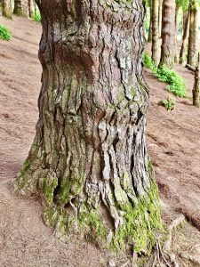 Trunk of a pine tree. From Pine forest, Ooty, Tamil Nadu, India.