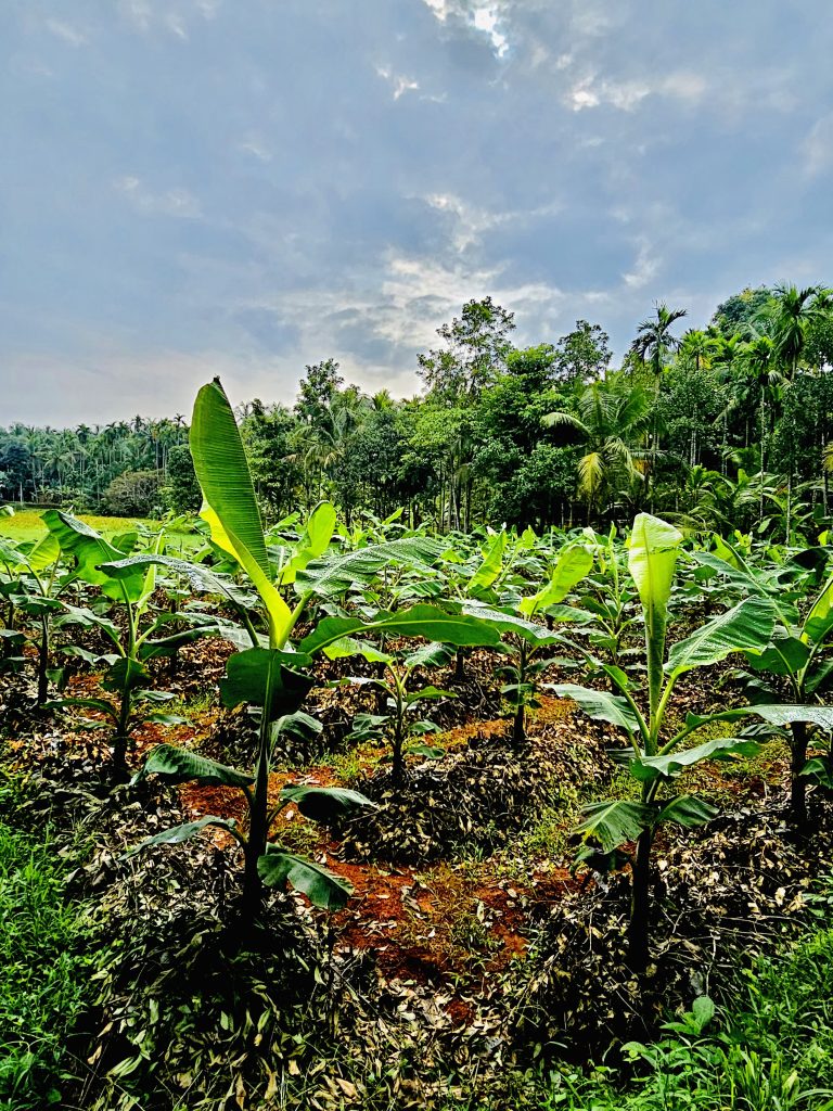 A morning view of banana fields. From Perumanna, Kozhikode, Kerala.