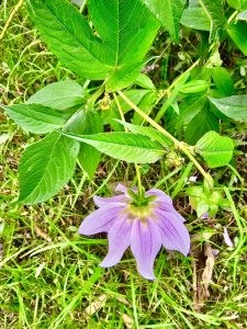 Top view of a fallen Dahlia imperialis plant’s flower and buds. It’s commonly known as bell tree dahlia. From Ooty, Tamil Nadu, India.