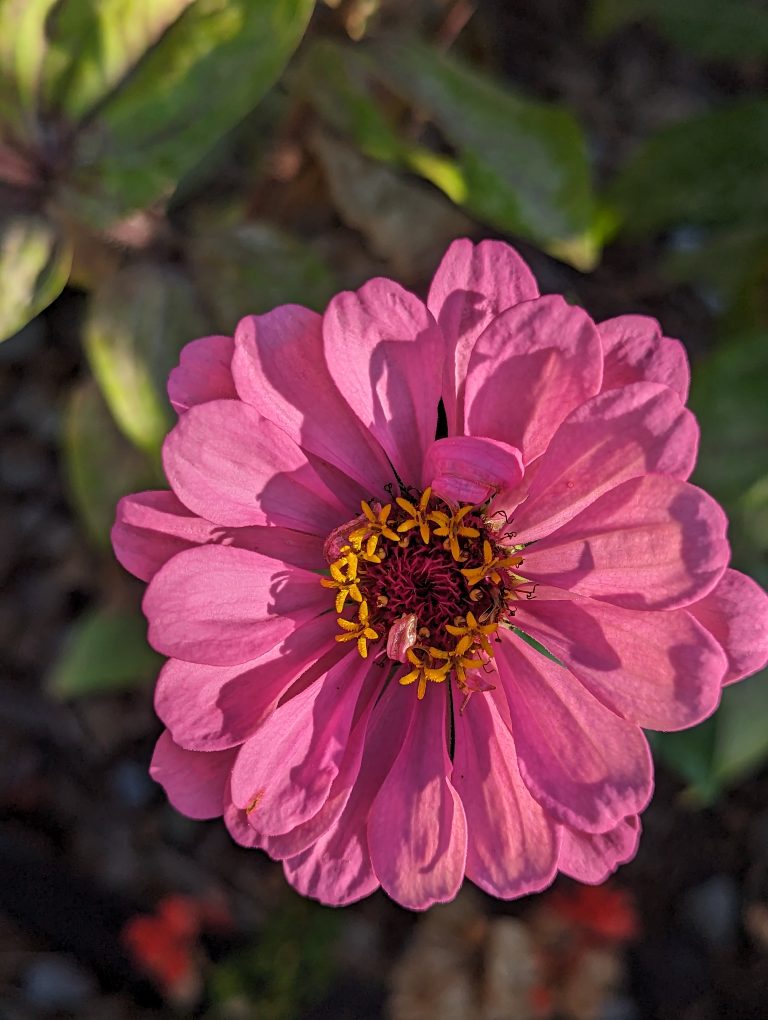 A Zinnia flower with sunlight on it’s bright pink, petals, some sticking up and casting a shadow on it’s pink and gold pistil center.