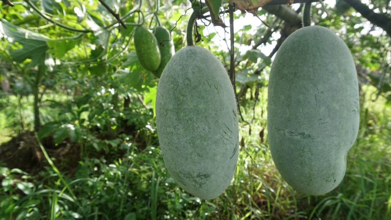 Ashguard gourds hanging from vines.