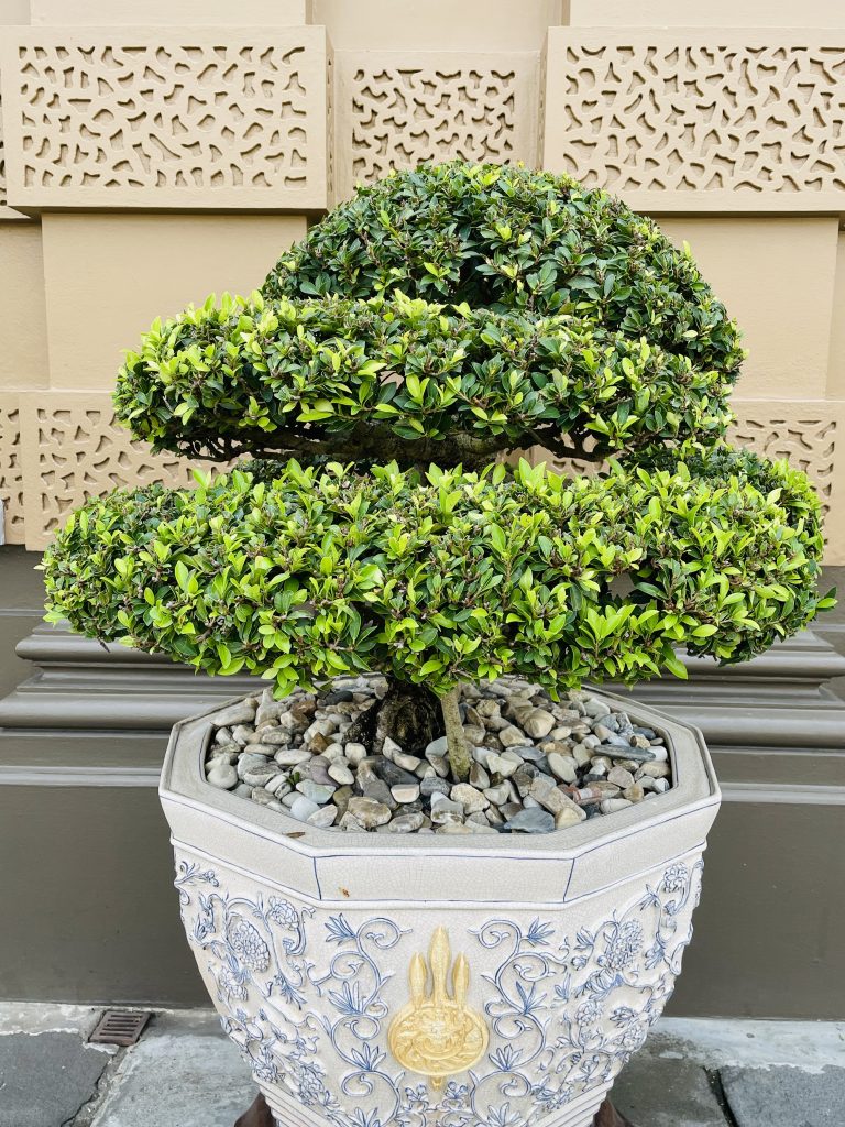 A Ficus Microcarpa bonsai plant. From Grand Palace, Bangkok, Thailand.