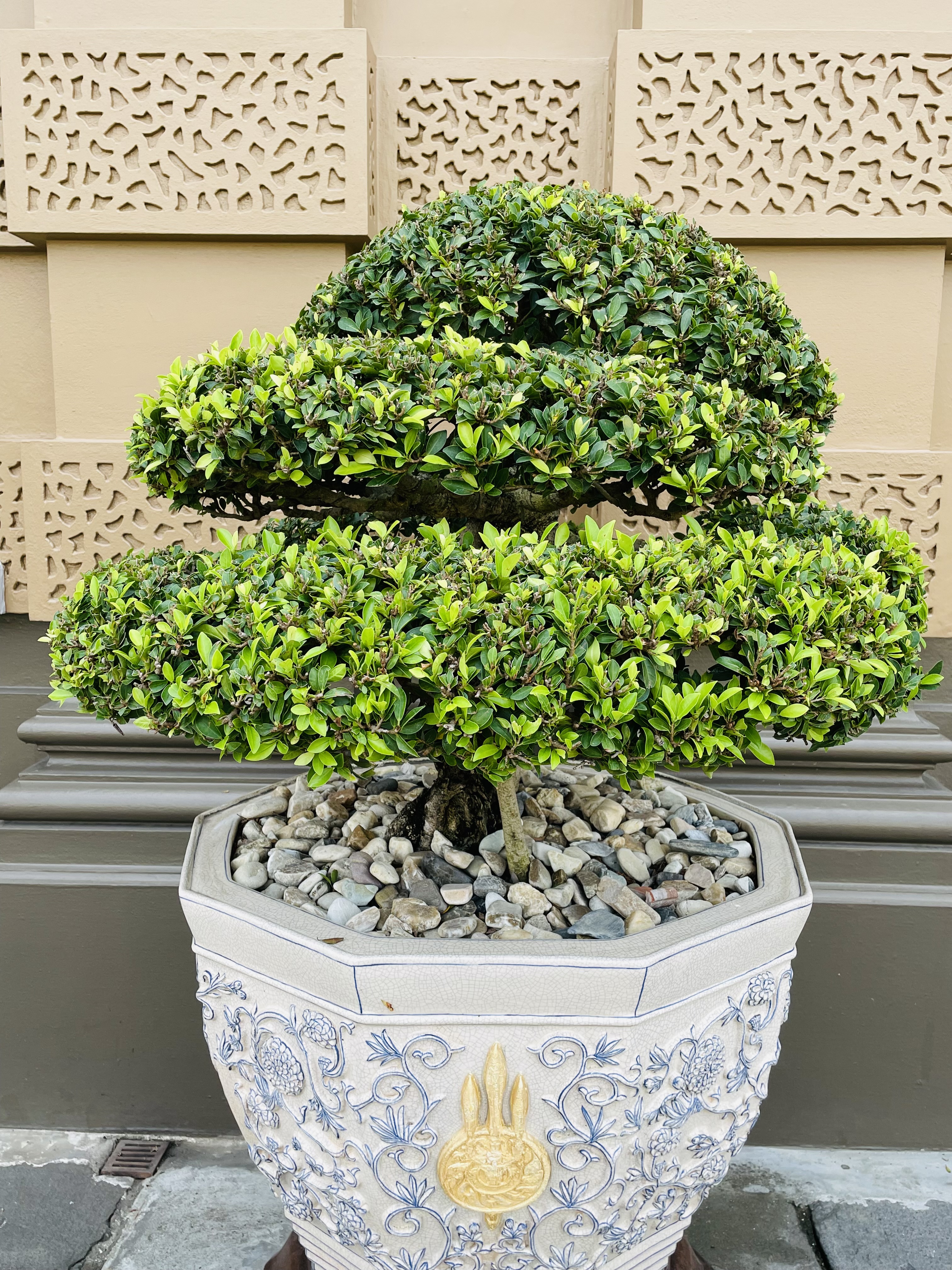 bonsai hobbit Crassula Jade Hobbit Bonsai live plant – Dose of Succulents main image 0