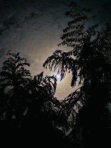 Moon between the Fish tail Plam leafs. From my neighbourhood. Perumanna, Kozhikode, Kerala.