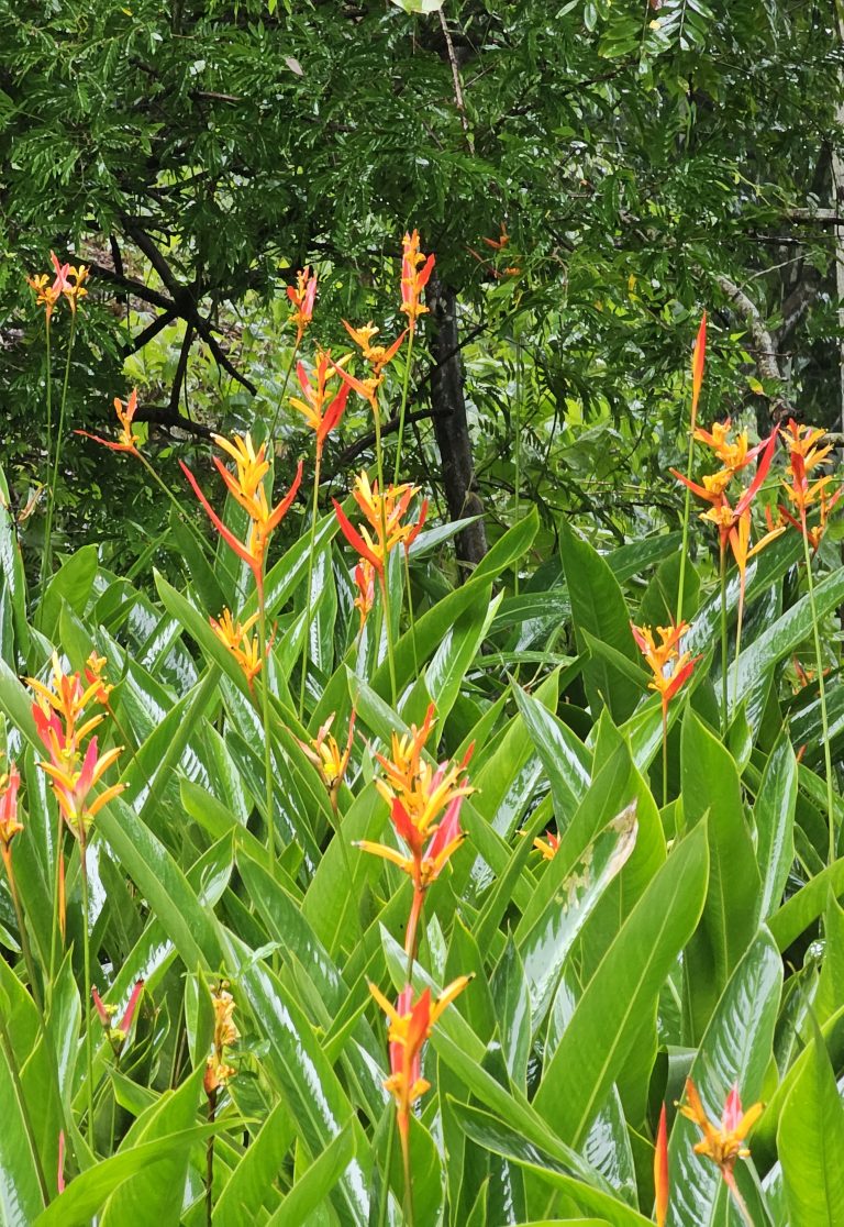 Heliconia flowers in the garden