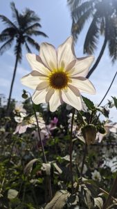 View larger photo: White flower with the sun shining through it, taken on a bright blue sky day.