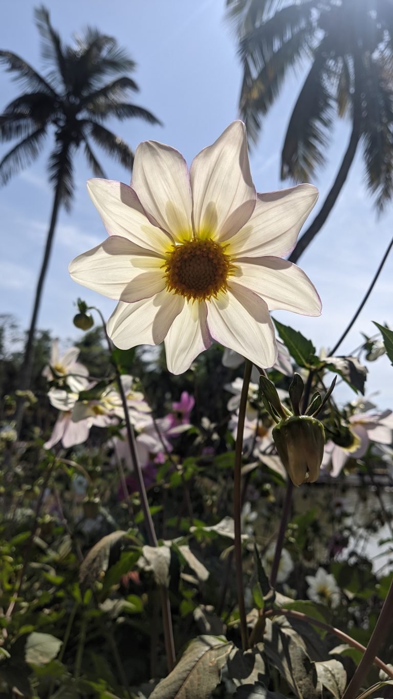 White flower with the sun shining through it, taken on a bright blue sky day.