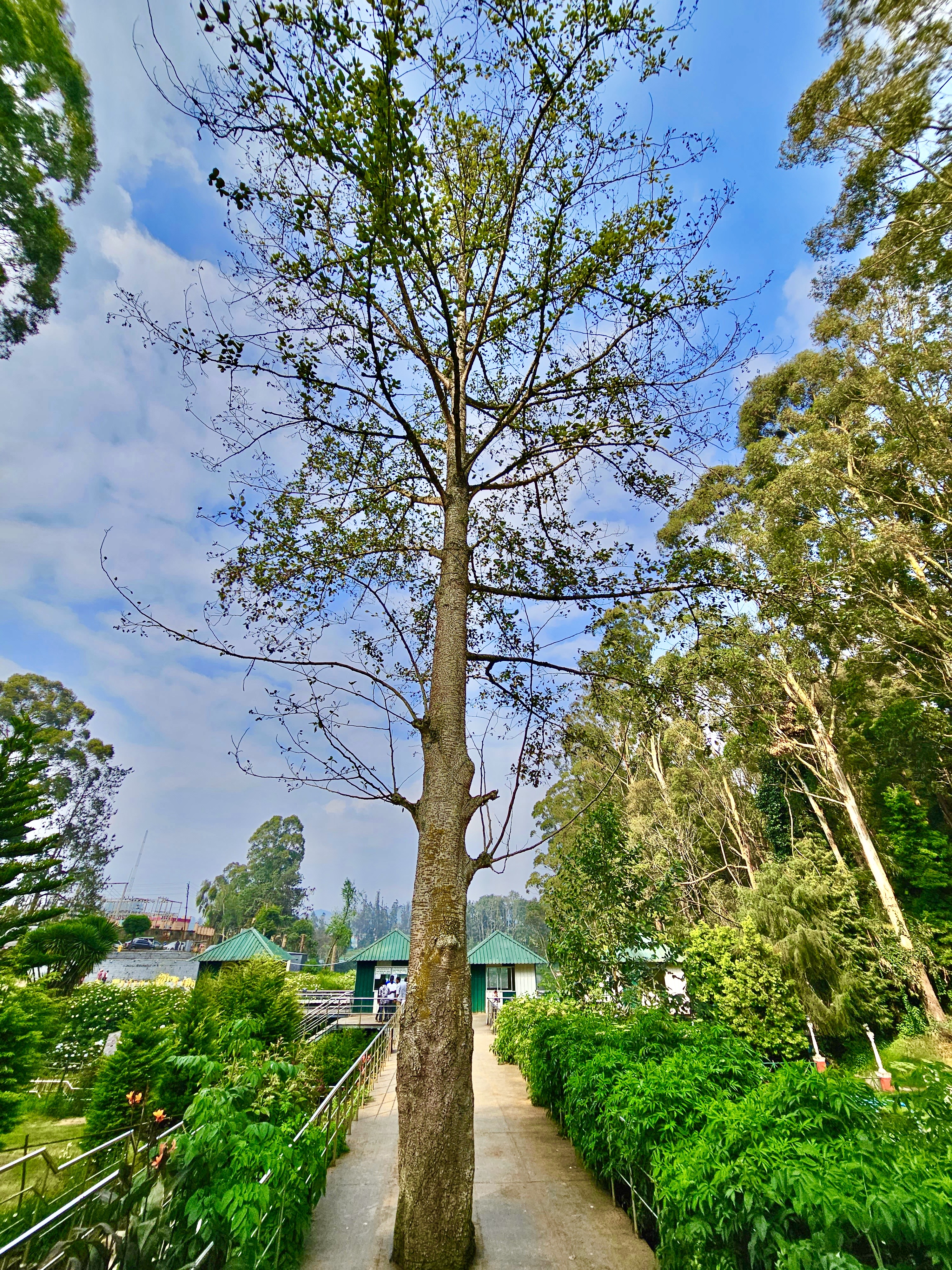 A big tree on the middle of walkway. From Honeymoon Boat House, Ooty, Tamil Nadu.
