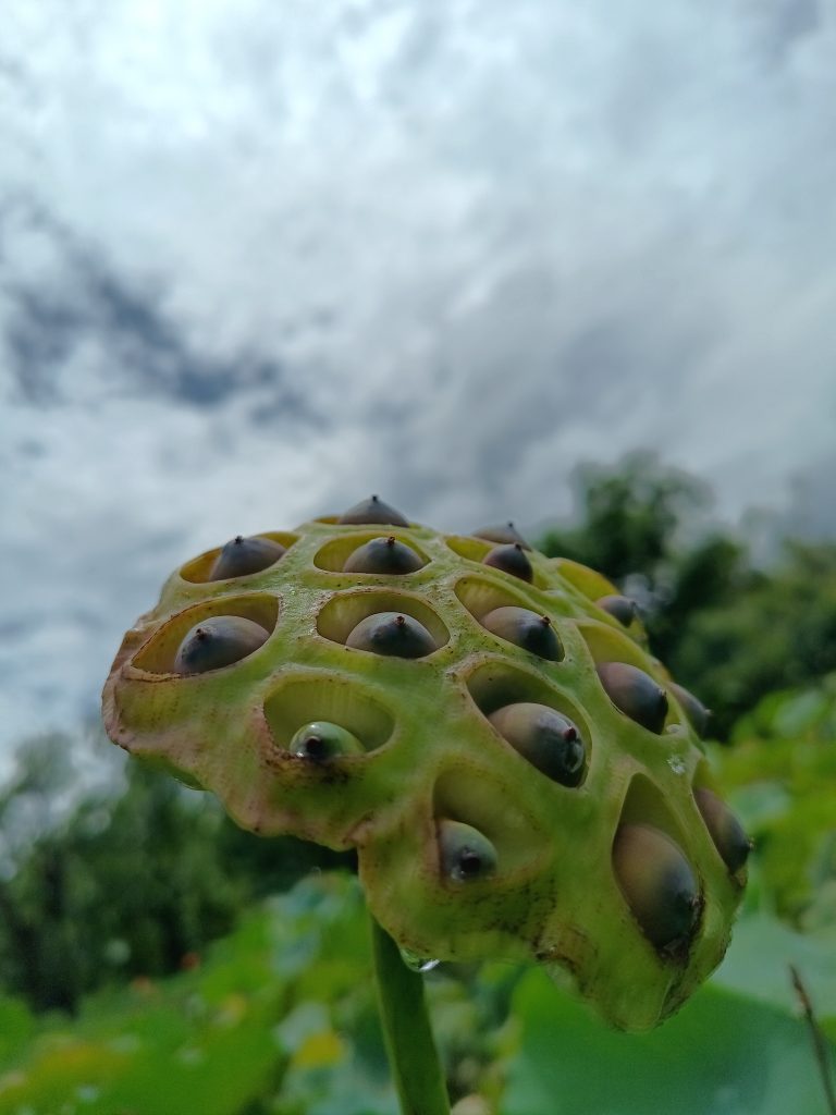 A close view of Lotus Seeds