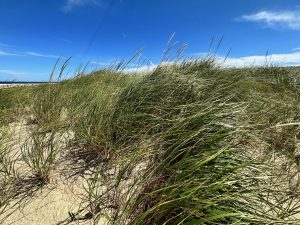 Sand dunes and grass on Cape Cod
