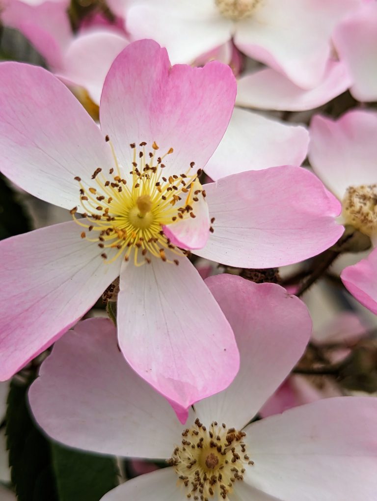 Close up of a white, pink and yellow flower.