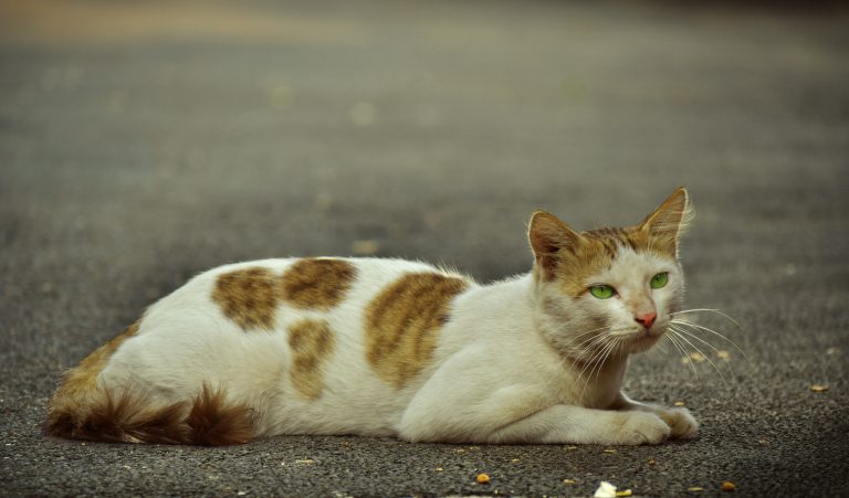 White color cat sitting on road #WPPhotoFestival