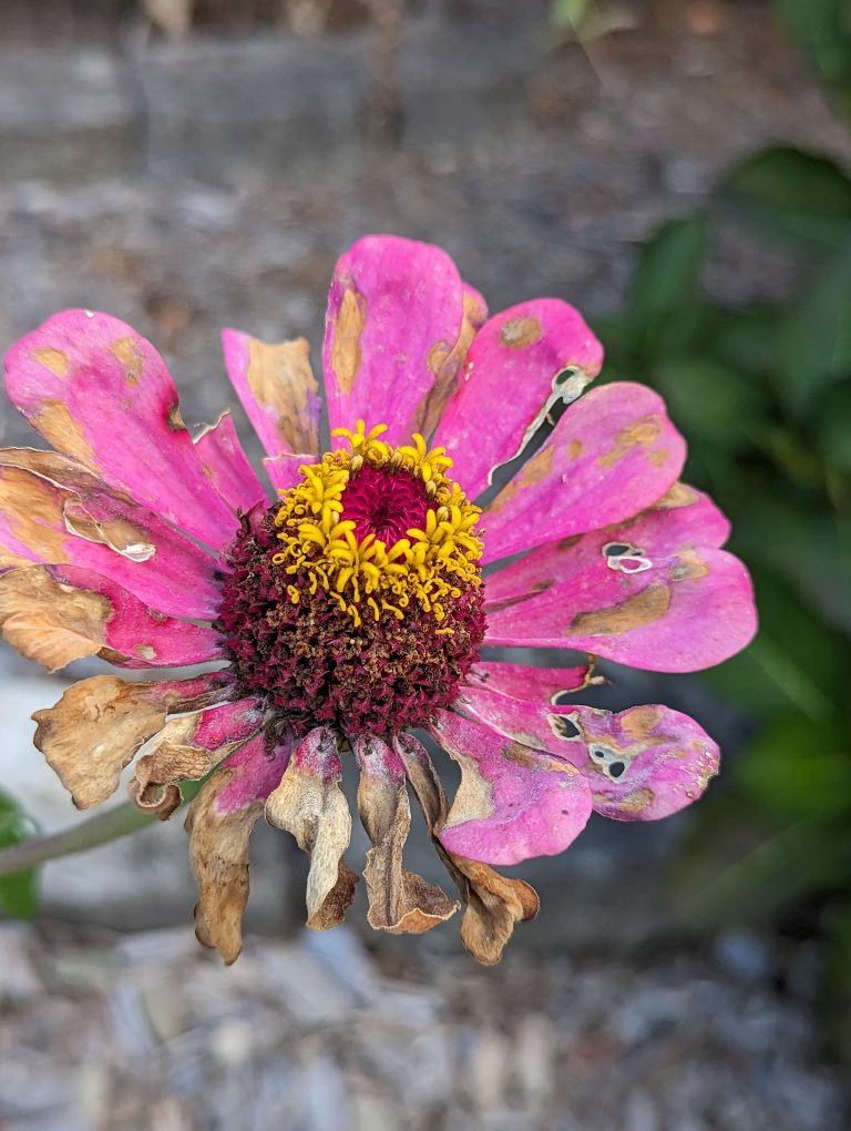 A pink and yellow zinnia flower that is almost totally wilted bad and all disentegrated.