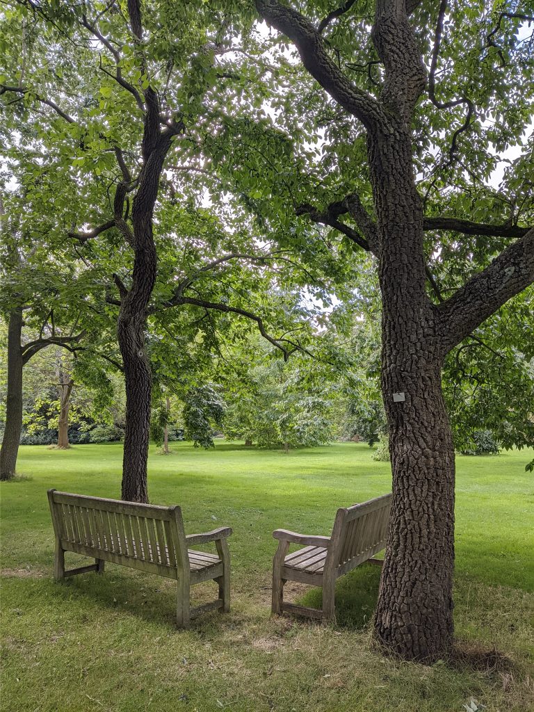 Two empty, wooden benches forming an angle under the trees of the Kew Gardens in London, UK