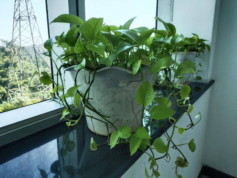 An indoor plant Money plant in pot near the window.