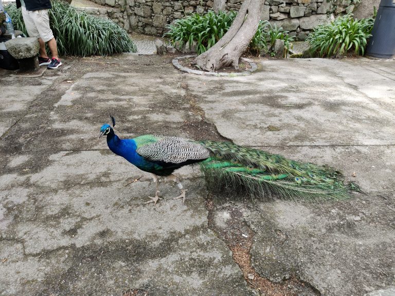 A peacock with vibrant blue and green feathers standing on a concrete ground. Behind the peacock, there’s a person’s lower body wearing shorts and sneakers, next to a stone bench and a tree. A stone wall and plants are visible in the background. The ground has patches and stains.