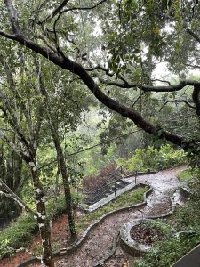 Looking down through trees at a path and stairs in a forest