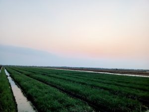 rice field atmosphere in the afternoon in Demak, Indonesia
