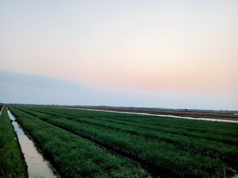 rice field atmosphere in the afternoon in Demak, Indonesia