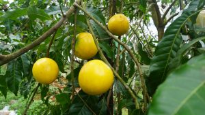 Abiu Fruit, hanging in a tree.  They look like a lemon, except big and round like a grapefruit.
