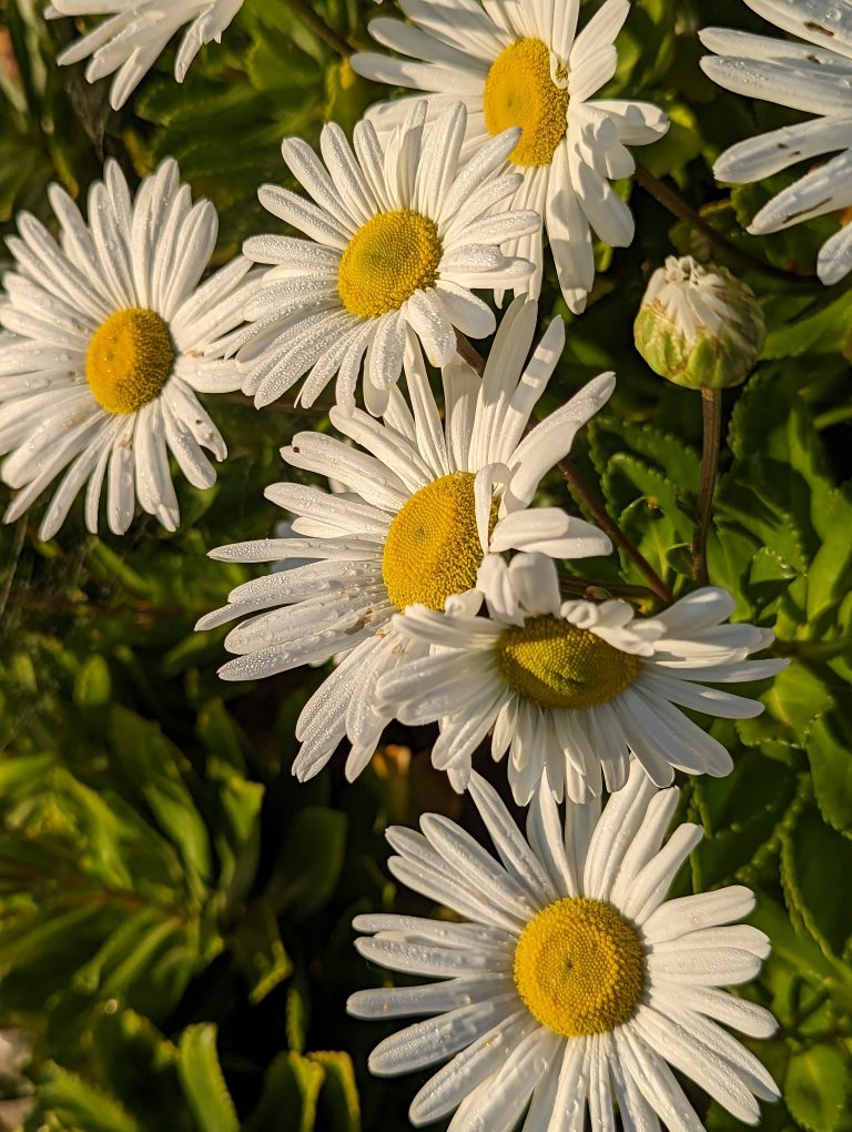 A bunch of white and yellow flowers