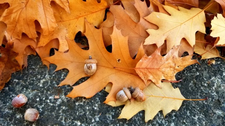 Close up of fall leaves with acorns lying on the sidewalk