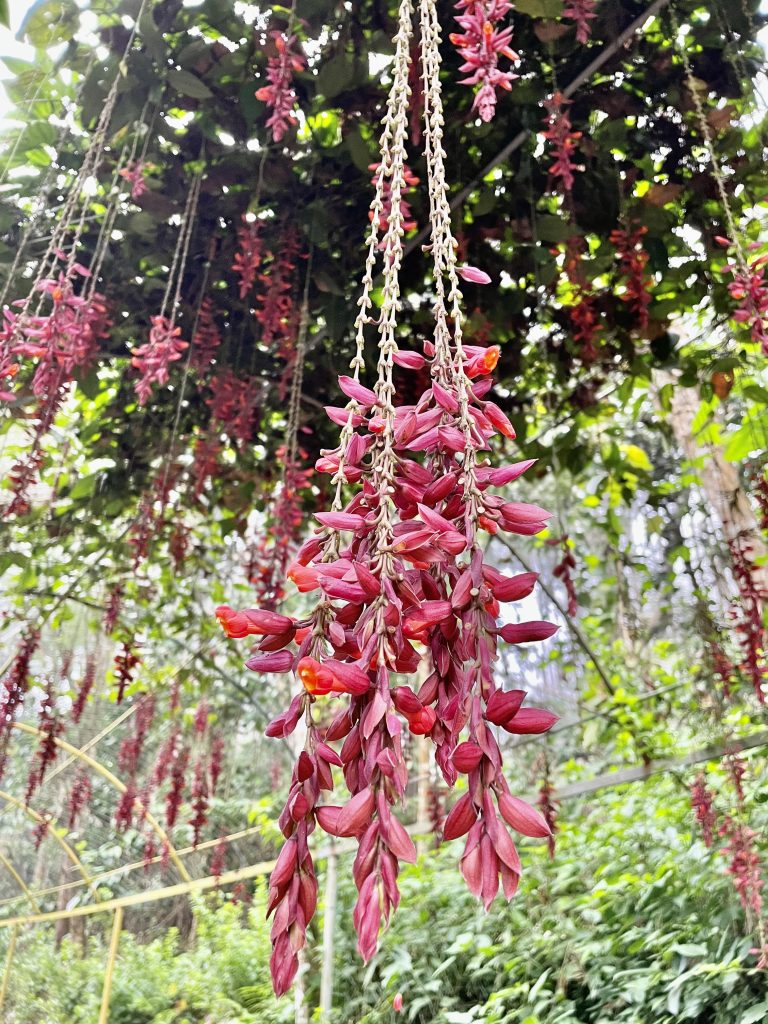 Scarlet clock vine(Thunbergia coccinea) flowers. From Vythiri, Wayanad, Kerala.