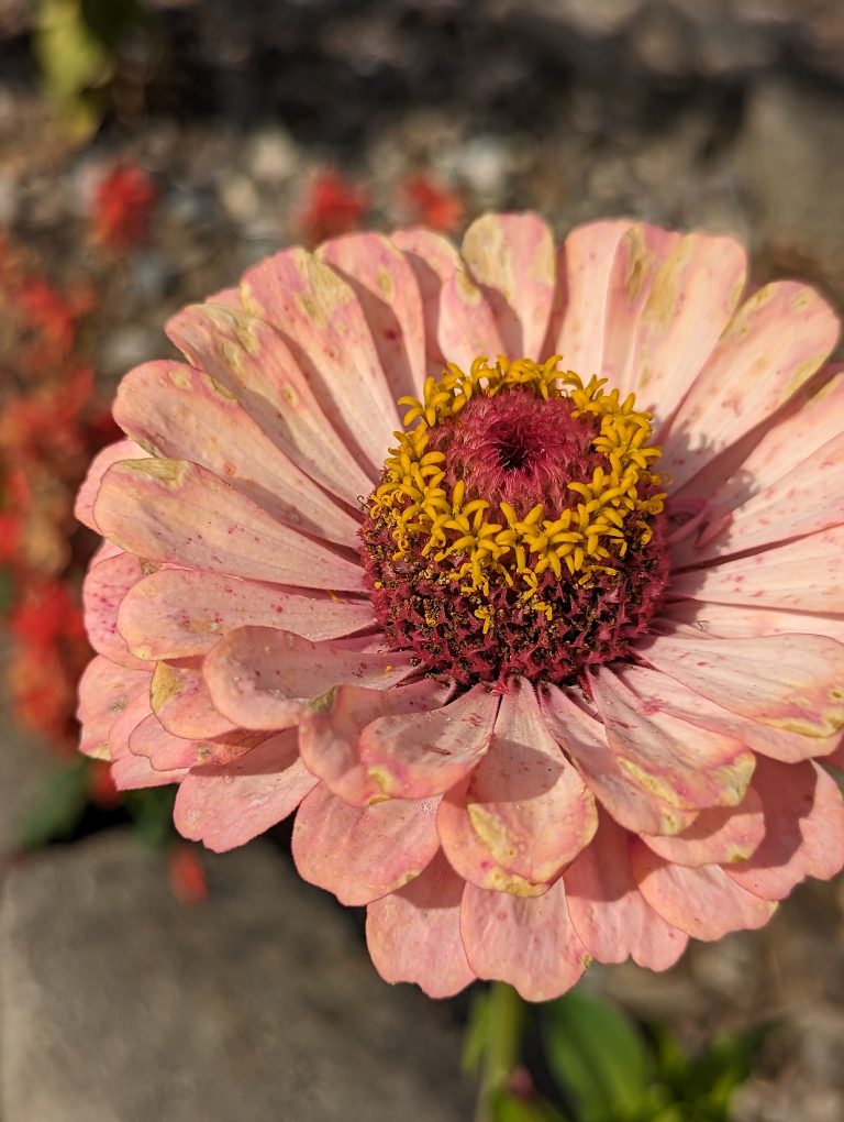 A pink Zinnia with yellow crown. Petals are turning green in some spots