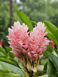 Alpinia purpurata, commonly referred to as red ginger, also called ostrich plume and pink cone ginger.