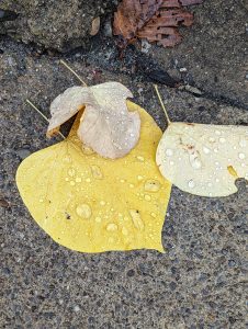 Close up of yellow and white leaves on wet concrete, with big water droplets on the leaves 