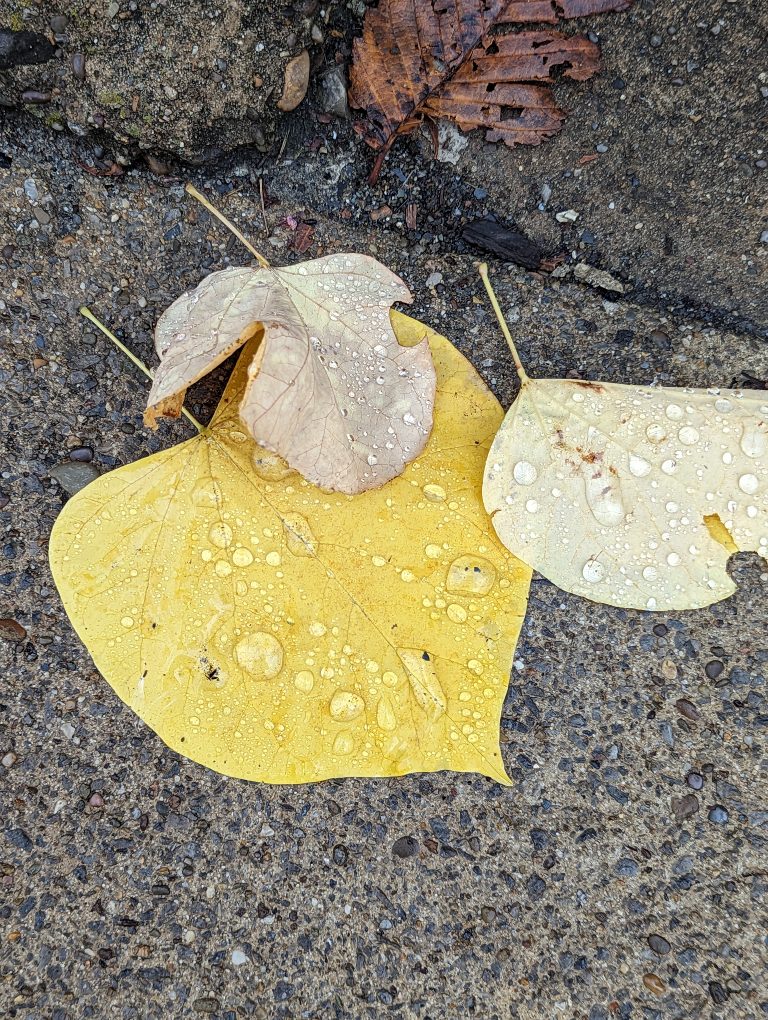 Close up of yellow and white leaves on wet concrete, with big water droplets on the leaves