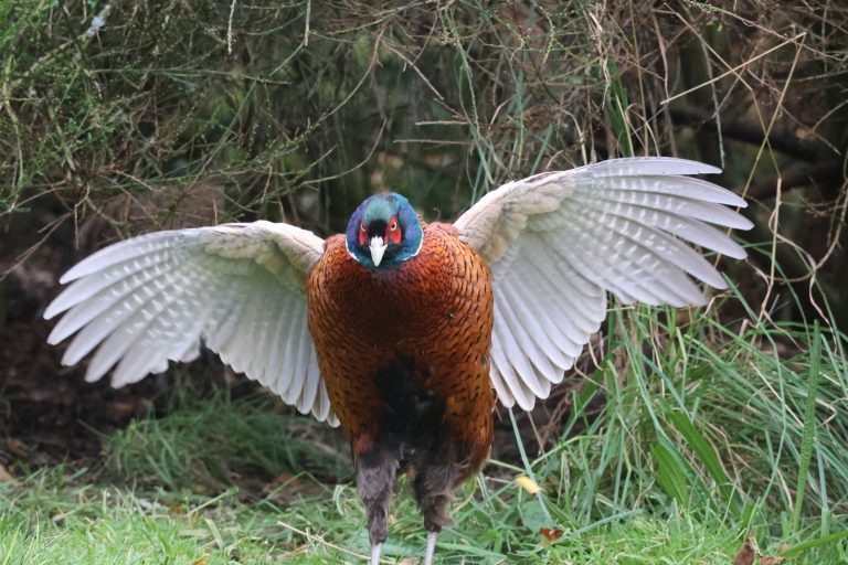 Male Pheasant stretching his wings, scientific name Phasianus Colchicus.